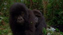 Eastern mountain gorilla (Gorilla beringei beringei) infant curiously inspecting camera before walking off. A female is sitting behind. Virunga National Park, Democratic Republic of Congo, 1996. Criti...