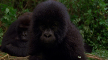 Eastern mountain gorilla (Gorilla beringei beringei) infant swaying from side to side whilst looking forward, as female feeds behind, Virunga National Park, Democratic Republic of Congo, 1996. Critica...