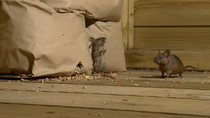 House mouse (Mus musculus) feeding on spilled bird seed beside bag, before another mouse enters frame and attacks it. They run off whilst fighting and leave frame, Greater Manchester, UK. Controlled c...