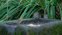 European robin (Erithacus rubecula) entering frame and landing on birdtable, feeding on birdseed before a Brown rat (Rattus norvegicus) appears from the foliage, followed by another. The robin takes f...