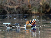 Mandarin duck (Aix galericulata) drake spraying water after bill dipping during a 'drink-mock-preen'  courtship display to a  nearby female on a woodland pond, Forest of Dean, Gloucestershir...