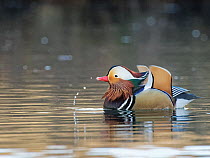 Mandarin duck (Aix galericulata) drake spraying water after bill dipping during a 'drink-mock-preen' courtship display on a woodland pond, Forest of Dean, Gloucestershire, UK. February.