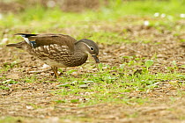 Mandarin duck (Aix galericulata) female grazing on Plantain (Plantago sp.) leaves on a woodland floor in spring, Forest of Dean, Gloucestershire, UK. May.