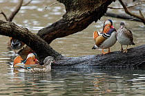 Mandarin ducks (Aix galericulata) pair swimming towards another pair perched on a partly submerged branch of a tree overhanging a woodland pond, Forest of Dean, Gloucestershire, UK. January.