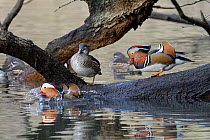 Two Mandarin duck (Aix galericulata) drakes and female, perched on a partly submerged branch of a tree overhanging a woodland pond as a drake enters the water, Forest of Dean, Gloucestershire, UK. Jan...