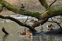 Mandarin ducks (Aix galericulata) drakes and females, swimming on the margins of a woodland pond at dusk with others perched on the partly submerged branches of an overhanging tree, Forest of Dean, Gl...