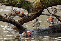 Mandarin duck (Aix galericulata) drake, swimming on the margins of a woodland pond at dusk near several drakes and ducks perched on the branches of an overhanging tree, Forest of Dean, Gloucestershire...