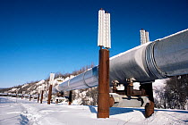 Trans Alaska pipeline with insulated support structure, Fairbanks, Alaska.