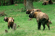 Bhutanese takin (Budorcas taxicolor whitei) group with calves standing in forest with another is lying down in the background, Jigme Dorji National Park, Thimphu, Bhutan, October 1993.