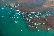 Aerial view of Beluga (Delphinapterus leucas) pods moulting in the mouth of the estuary at Cunningham Inlet, Somerset Island, Canada, Arctic Ocean, July 2000.