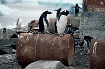 Gentoo penguins (Pygoscelis papua) standing on oil drums at abandoned scientific base, Port Lockroy, Antarctica, January 1992.
