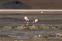 James flamingos (Phoenicoparrus jamesi) feeding chicks, surrounded by nests with eggs as a lone flamingo stands behind, Lago Colorado, Bolivian altiplano, Eduardo Avaroa National Andean Fauna Reserve....
