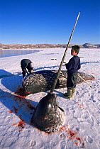 Narwhal (Monodon monoceros) male hunted for tusk by Inuit father and son, Baffin Island, Nunavut, Canada, June.