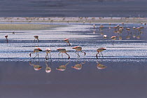 James flamingos (Phoenicoparrus jamesi) feeding, Lago Colorado, Bolivian altiplano, Eduardo Avaroa National Andean Fauna Reserve, Bolivia. Altitude of lake is 4200m.