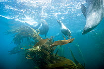 Southern fur seals (Arctocephalus gazella) swimming beside Giant kelp (Macrocystis pyrifera), South Georgia, Atlantic Ocean.