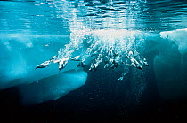 Arctic murres (Uria aalge) diving underwater for food beside iceberg, Baffin Island, Lancaster Sound, Nunavut, Canada, Arctic Ocean.