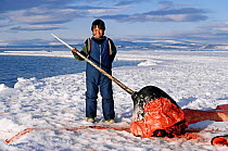 Boy posing next to decapitated Narwhal (Monodon monoceros) male that has been hunted by the boy's father for its tusk, Lancaster Sound, Admiralty Inlet, Bafin Island, Nunavut, Canada.
