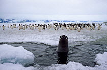 Leopard seal (Hydrurga leptonyx) peering out between the ice as Adelie penguins (Pygoscelis adeliae) stand behind, Signu Island, South Orkneys, Antarctica, Southern Ocean, February.