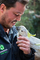 Sulphur-crested cockatoo (Cacatua galerita) rescued after being kept as an illegal pet, perched on the hand of wildlife sanctuary director, Bonorong Wildlife Sanctuary, Tasmania, Australia. October, 2...