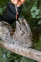 Two Tawny frogmouths (Podargus strigoides) rescued after being hit by a car, being hand fed by wildlife sanctuary director, Bonorong Wildlife Sanctuary, Tasmania, Australia. October, 2015.