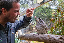 Tawny frogmouth (Podargus strigoides) rescued after being hit by a car, being hand fed by wildlife sanctuary director, Bonorong Wildlife Sanctuary, Tasmania, Australia. October, 2015.