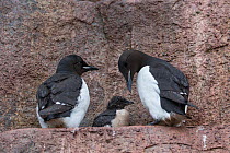 Brunnich's guillemot (Uria lomvia) pair with chick at nest site on cliff face, Svalbard, Norway. August.