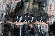 Group of Brunnich's guillemots (Uria lomvia) perched on rocky ledge, looking up, Svalbard, Norway. August.