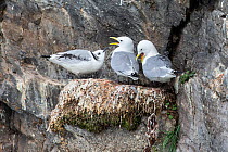Black-legged kittiwake (Rissa tridactyla) pair with chick, perched at nest site on rock ledge, Svalbard, Norway. August.