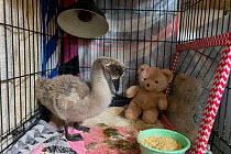 Black swan (Cygnus atratus) orphan cygnet, aged 1 week, standing in its new home at wildlife sanctuary, with bowl of food and toys, Bonorong Wildlife Sanctuary, Tasmania, Australia.