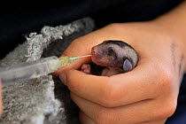 Squirrel glider (Petaurus norfolcensis) orphan infant, aged 70 days, being hand fed fluids, Currumbin Wildlife Hospital, Queensland, Australia. October, 2015.