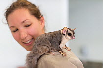 Hospital manager with rescued Squirrel glider (Petaurus norfolcensis) sitting on her shoulder, Currumbin Wildlife Hospital, Queensland, Australia. May, 2015.
