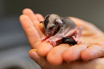 Sugar glider (Petaurus breviceps) orphan infant, approximately 80 days old, resting in palm of a hand, Currumbin Wildlife Hospital, Queensland, Australia. October, 2015.