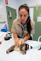 Koala (Phascolarctos cinereus) orphan joey, aged 7 months, being examined by veterinary nurse, Currumbin Wildlife Hospital, Queensland, Australia. October, 2015.