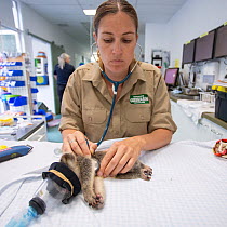 Koala (Phascolarctos cinereus) orphan joey, aged 7 months, being examined by veterinarian, Currumbin Wildlife Hospital, Queensland, Australia. October, 2015.