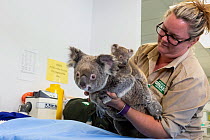 Koala (Phascolarctos cinereus) female carrying joey, aged 7 months, on her back, being held by veterinary nurse, Currumbin Wildlife Hospital, Queensland, Australia. October, 2015.
