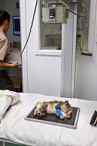 Koala (Phascolarctos cinereus) orphan joey, aged 7 months, with a broken arm lying on hospital bed with a veterinary nurse carrying out an X-ray, Currumbin Wildlife Hospital, Queensland, Australia. Oc...