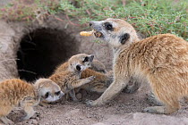 Meerkat (Suricata suricatta) female, bringing food to her pups, aged 2 weeks, at entrance of burrow, Makgadikgadi Pans, Botswana.
