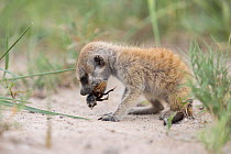 Meerkat (Suricata suricatta) pup aged 2 weeks, with insect prey in mouth, Makgadikgadi Pans, Botswana.