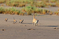 Meerkat (Suricata suricatta) female, running over sandy ground with four pups, aged 2 weeks, following behind, Makgadikgadi Pans, Botswana.