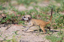 Meerkat (Suricata suricatta) pup, aged 2 weeks, carrying insect prey in mouth, Makgadikgadi Pans, Botswana.