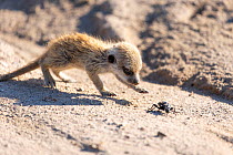 Meerkat (Suricata suricatta) pup, aged 2 weeks, walking over sandy ground, Makgadikgadi Pans, Botswana.