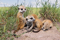 Three Meerkat (Suricata suricatta) pups, aged 3 weeks, resting, Makgadikgadi Pans, Botswana.