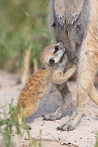 Meerkat (Suricata suricatta) female, suckling her pup, aged 3 weeks, Makgadikgadi Pans, Botswana.