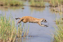 Meerkat (Suricata suricatta) leaping over water, Makgadikgadi Pans, Botswana.