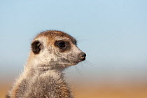 Meerkat (Suricata suricatta) head portrait, Makgadikgadi Pans, Botswana.