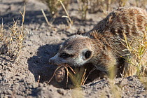 Meerkat (Suricata suricatta) returning to burrow carrying insect prey in mouth, Makgadikgadi Pans, Botswana.