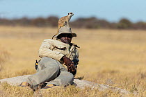 Meerkat (Suricata suricatta) standing alert on the head of  wildlife worker sitting on the ground, Makgadikgadi Pans, Botswana. June, 2016.
