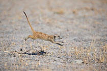 Meerkat (Suricata suricatta) running across dry ground, Makgadikgadi Pans, Botswana.