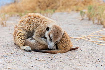 Meerkat (Suricata suricatta) female, sleeping on top of her pups, Makgadikgadi Pans, Botswana.