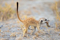Meerkat (Suricata suricatta) pup aged 6 weeks, carrying frog (Anura) prey in mouth, Makgadikgadi Pans, Botswana.